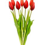 tulipan-tulipany-bukiet-7-szt-czerwony (2)