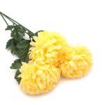 chryzantema-zolta-pojedyncza-dluga-galazka-70-cm (3)
