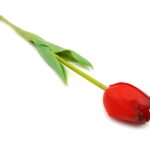 tulipan-silikonowy-gumowy-czerwony (3)