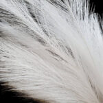 trawa-pampasowa-biala-dluga-galazka-pampas-7-szt-100-cm (5)