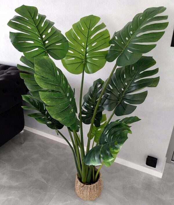 philodendron mayoi variegata Philodendron Mayoi 'Tahiti' main image 0
